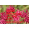 直銷紅楓樹苗 紅楓苗批發